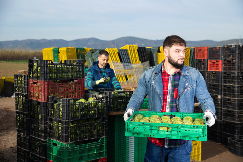 Young bearded farmer working on vegetable plantation, stacking plastic boxes with artichokes